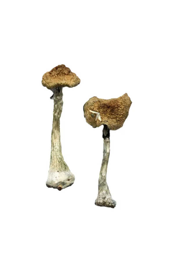 Buy Albino A+ Mushrooms