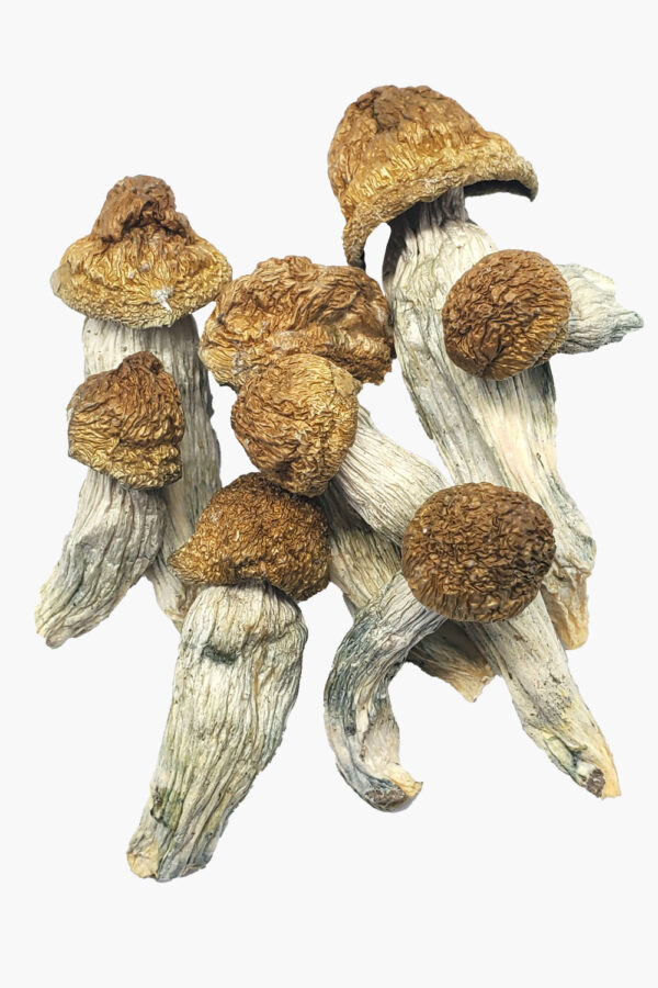 Buy Ecuador Cubensis Mushrooms
