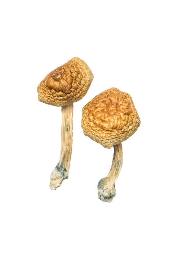 Buy Golden Mammoth Mushrooms
