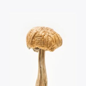 Buy Mexican Magic Mushrooms