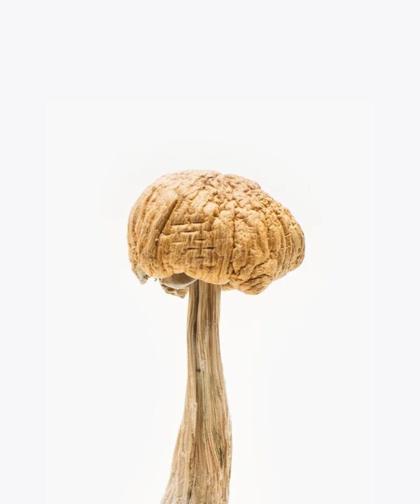 Buy Mexican Magic Mushrooms