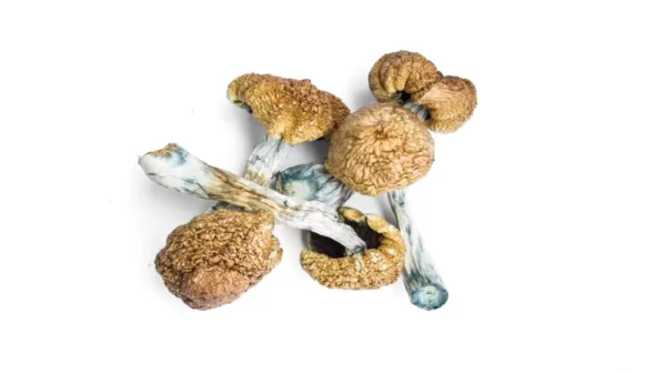Buy Moby Dick Mushrooms