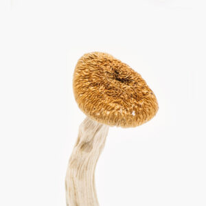 Buy Nepalese Chitwan Mushrooms
