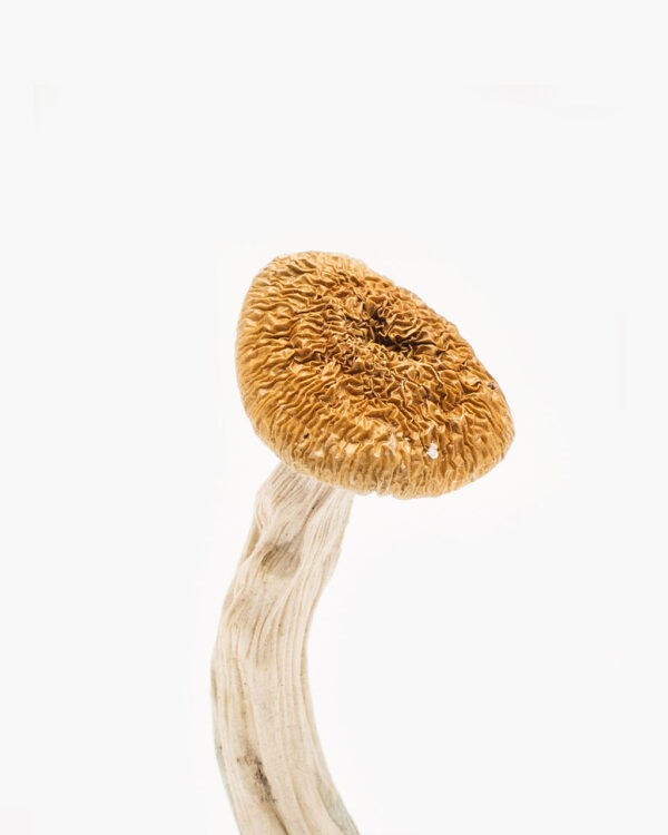 Buy Nepalese Chitwan Mushrooms