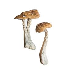 Buy Tasmanian Mushrooms