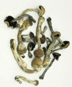 Buy Transkei Mushrooms