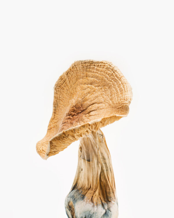 Buy African Transkei Mushrooms