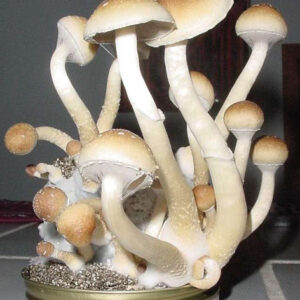 Buy Matias Romero Mushrooms