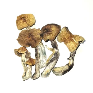 Buy McKennaii Psilocybin Cubensis