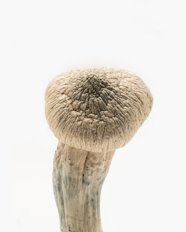 Buy Albino Penis Envy Mushrooms