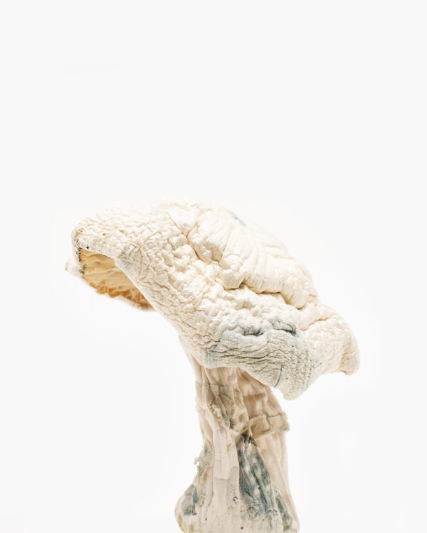Buy Avery Albino Mushrooms