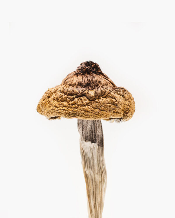 Buy B+ Mushrooms