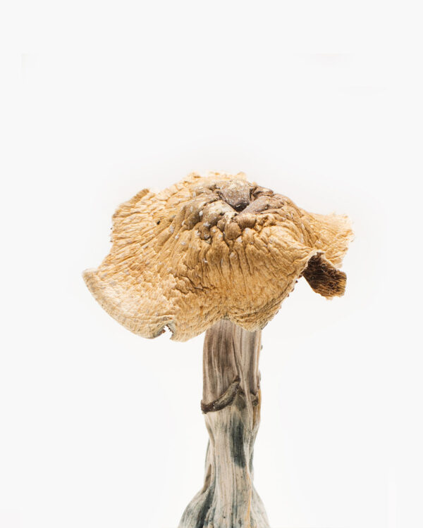 Buy Burmese Mushrooms