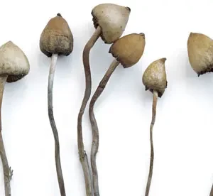Buy Liberty Caps Mushrooms