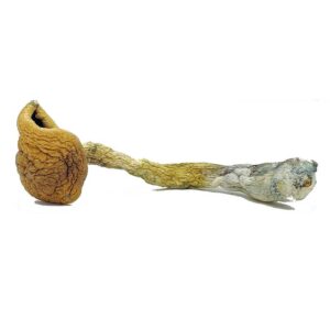 Golden Teacher Mushroom
