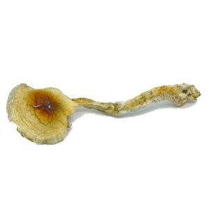 Nepalese Chitwan Mushrooms